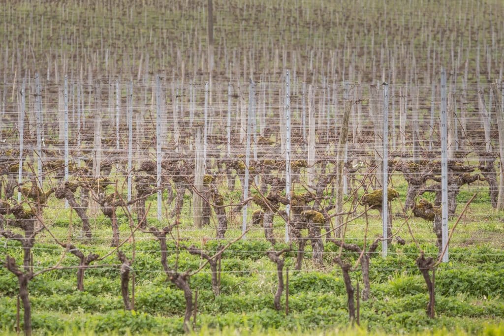 Vignoble en hiver avec vignes taillées