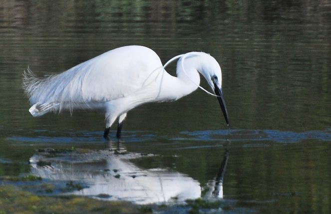 Weißer Reiher beim Fischen im ruhigen Wasser.