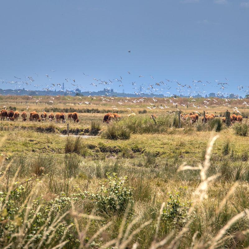 Bétail et oiseaux sur une prairie ensoleillée.