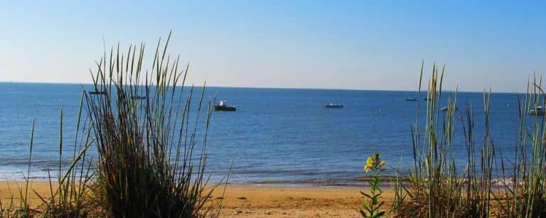 Plage tranquille avec mer et herbes sauvages.